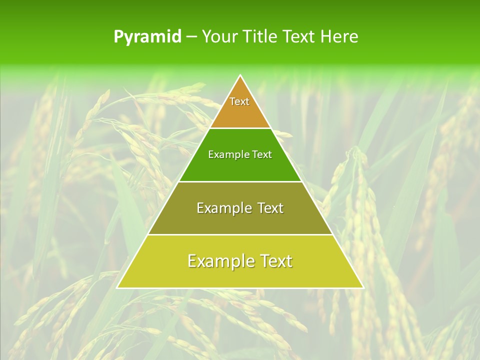 Yellow Paddy Cropland PowerPoint Template