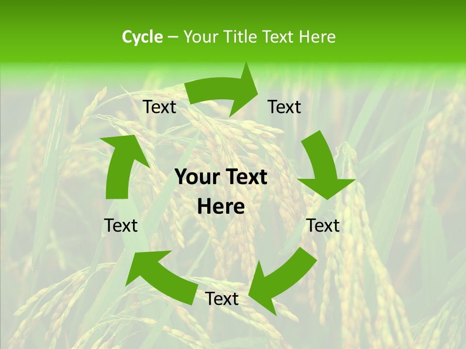 Yellow Paddy Cropland PowerPoint Template