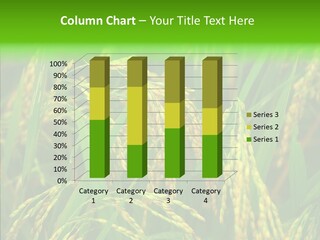 Yellow Paddy Cropland PowerPoint Template