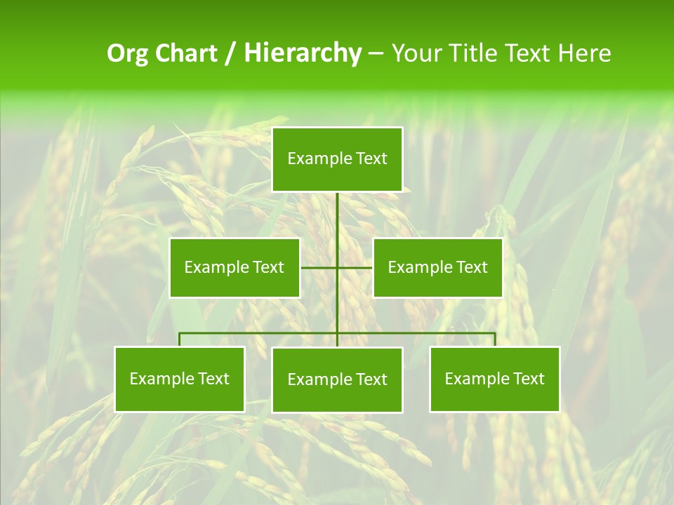 Yellow Paddy Cropland PowerPoint Template