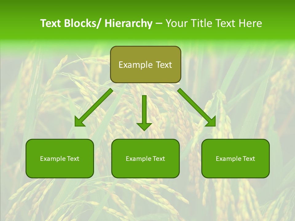 Yellow Paddy Cropland PowerPoint Template