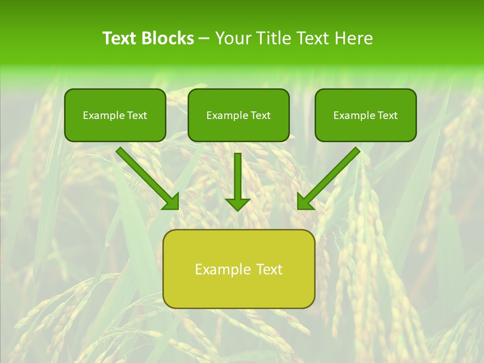 Yellow Paddy Cropland PowerPoint Template