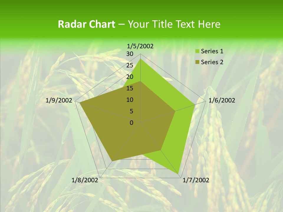 Yellow Paddy Cropland PowerPoint Template