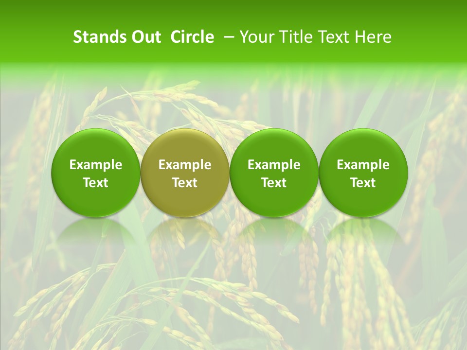 Yellow Paddy Cropland PowerPoint Template