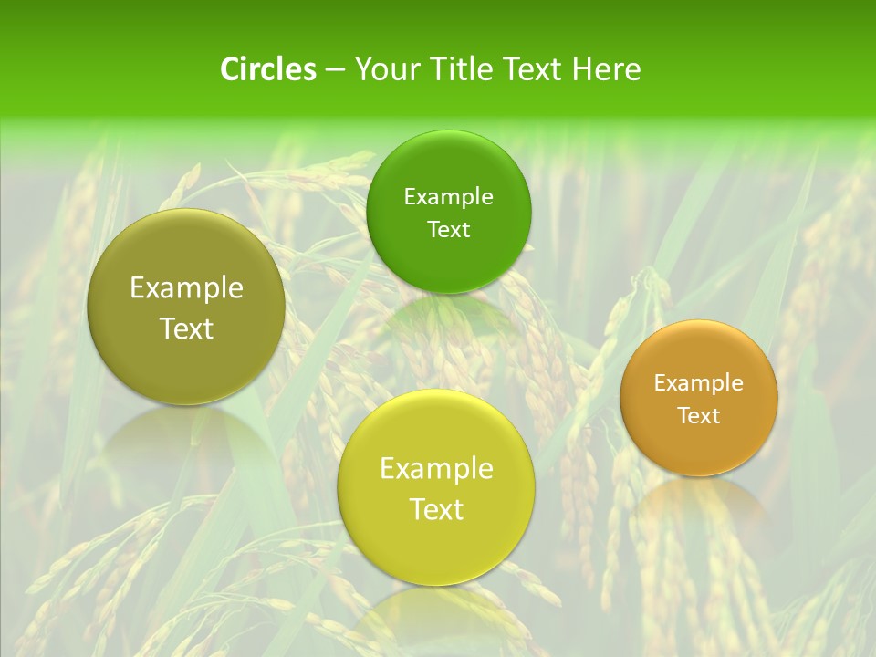 Yellow Paddy Cropland PowerPoint Template