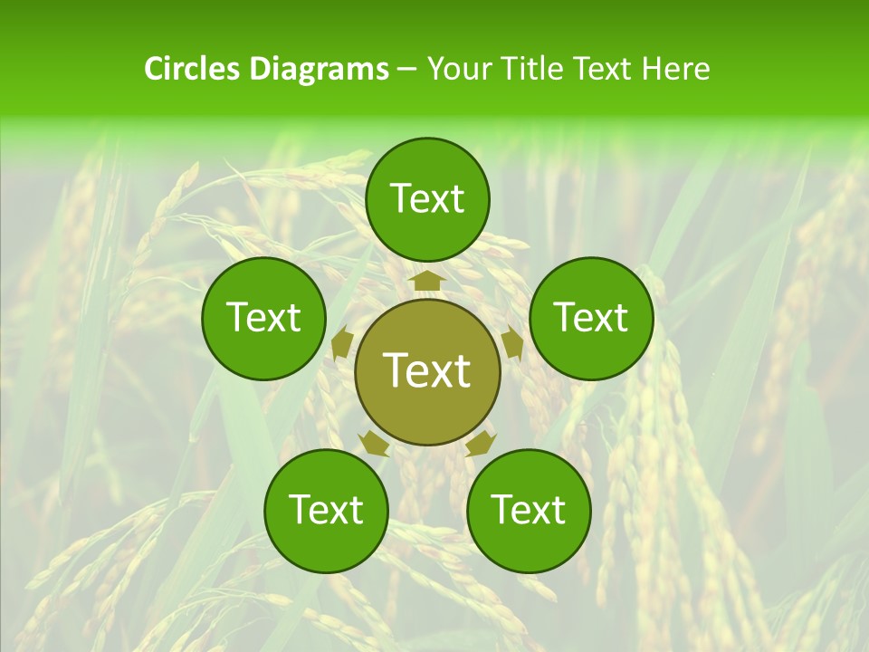 Yellow Paddy Cropland PowerPoint Template