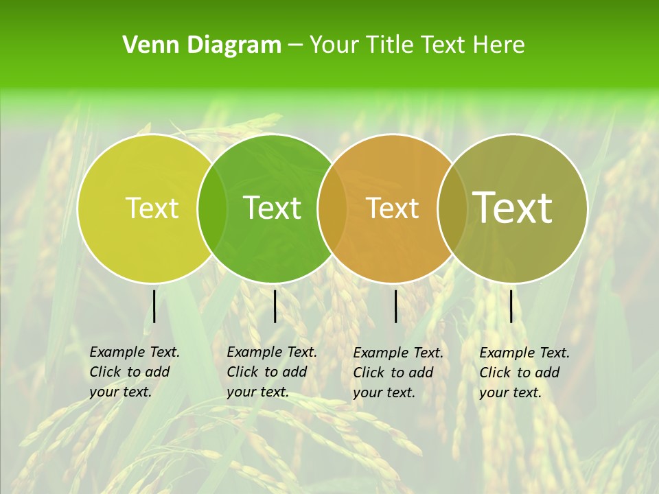 Yellow Paddy Cropland PowerPoint Template