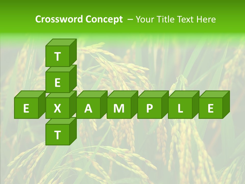 Yellow Paddy Cropland PowerPoint Template