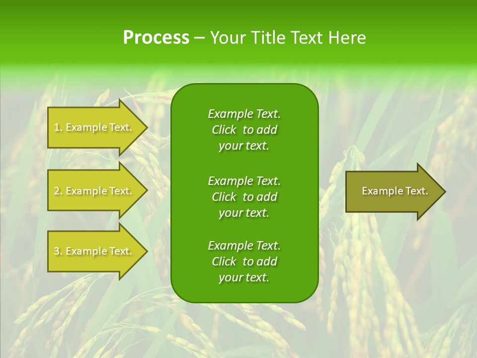 Yellow Paddy Cropland PowerPoint Template