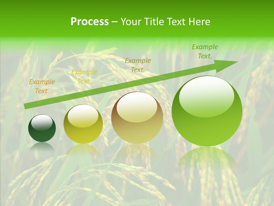 Yellow Paddy Cropland PowerPoint Template