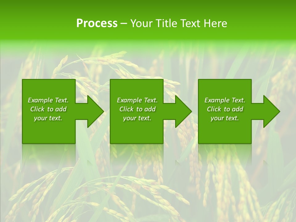 Yellow Paddy Cropland PowerPoint Template