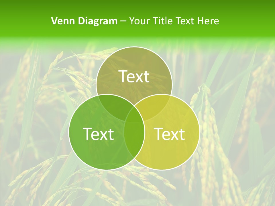 Yellow Paddy Cropland PowerPoint Template