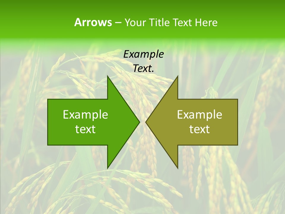 Yellow Paddy Cropland PowerPoint Template