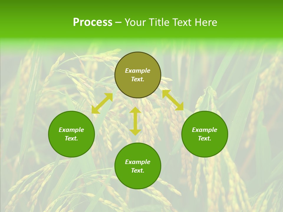 Yellow Paddy Cropland PowerPoint Template