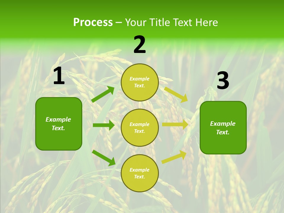 Yellow Paddy Cropland PowerPoint Template