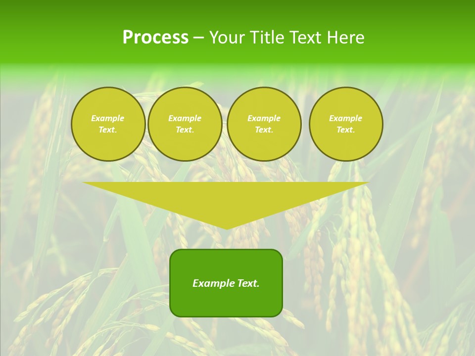 Yellow Paddy Cropland PowerPoint Template