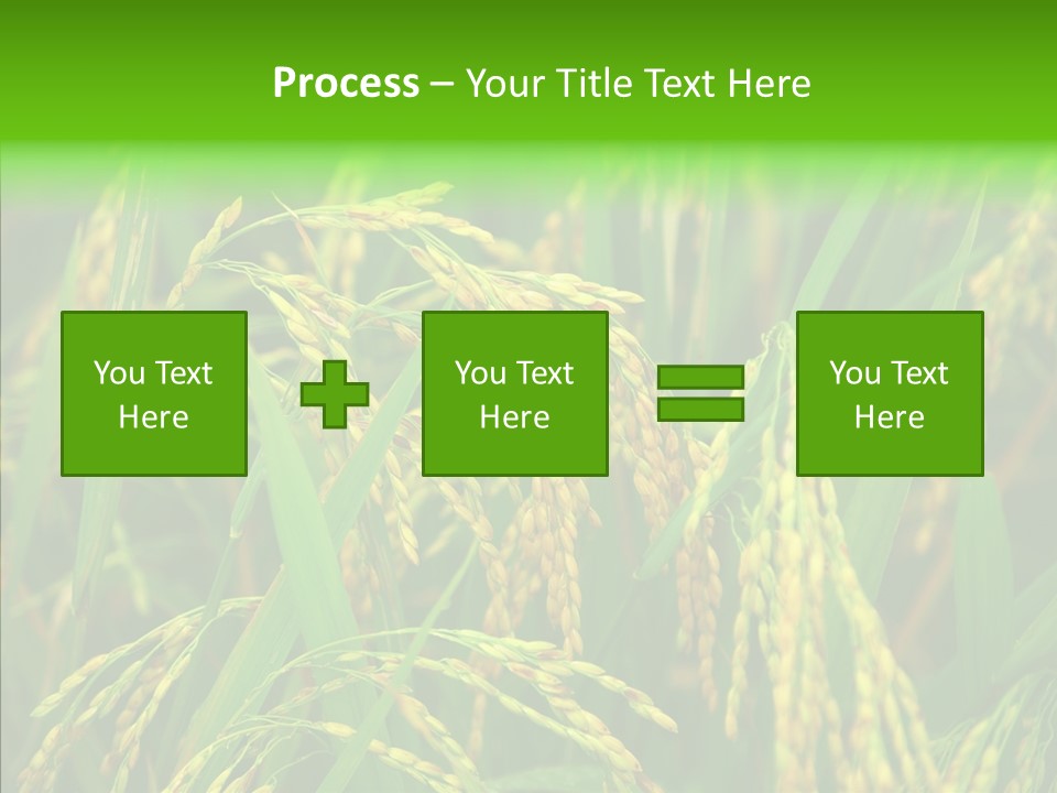 Yellow Paddy Cropland PowerPoint Template