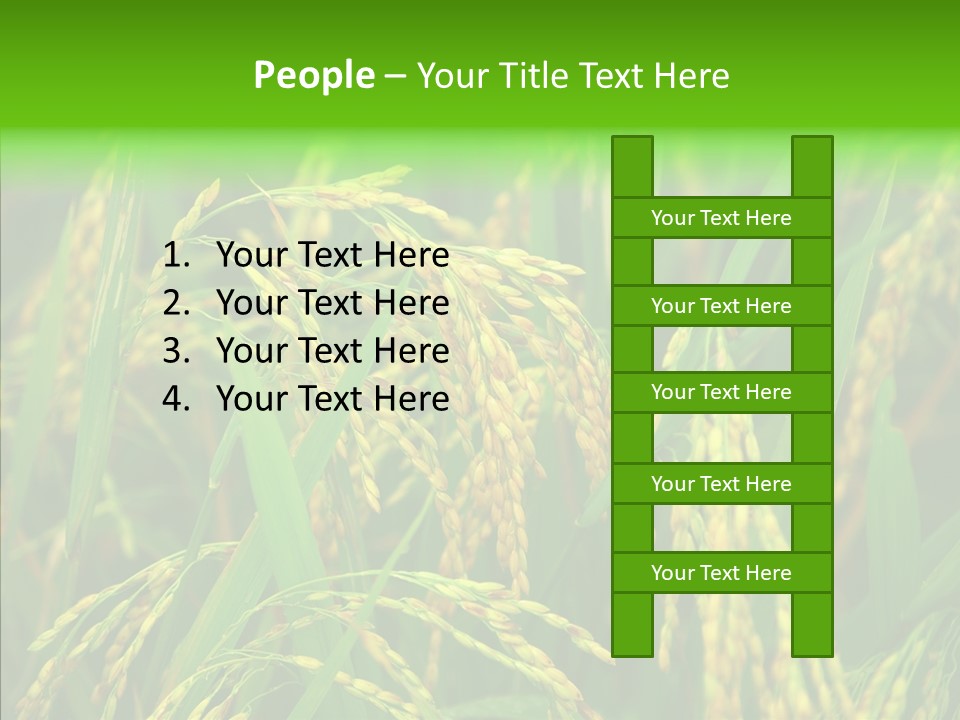 Yellow Paddy Cropland PowerPoint Template