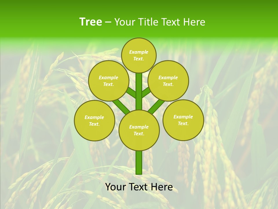 Yellow Paddy Cropland PowerPoint Template