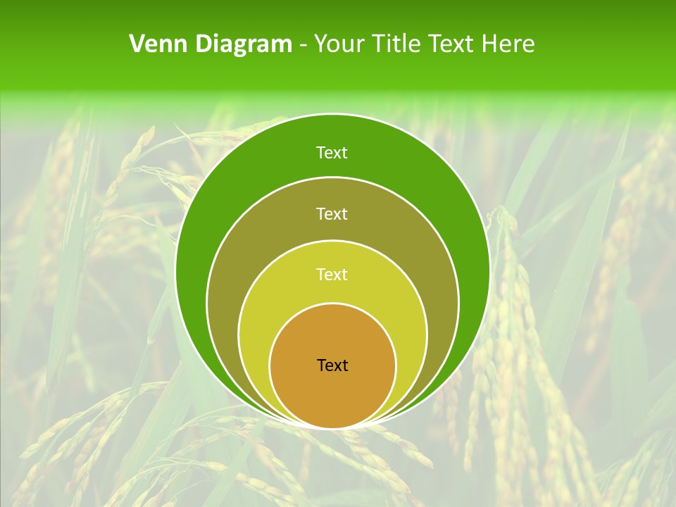 Yellow Paddy Cropland PowerPoint Template
