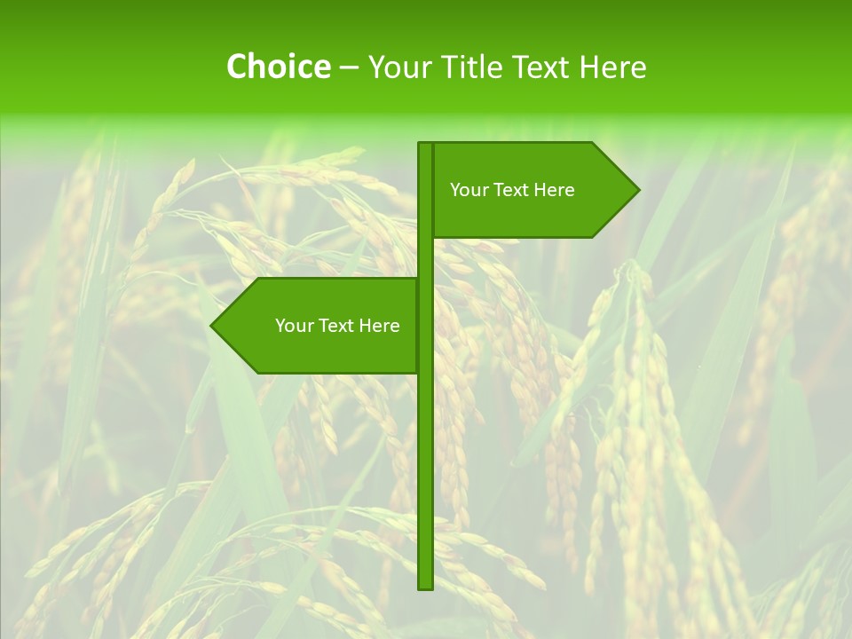 Yellow Paddy Cropland PowerPoint Template