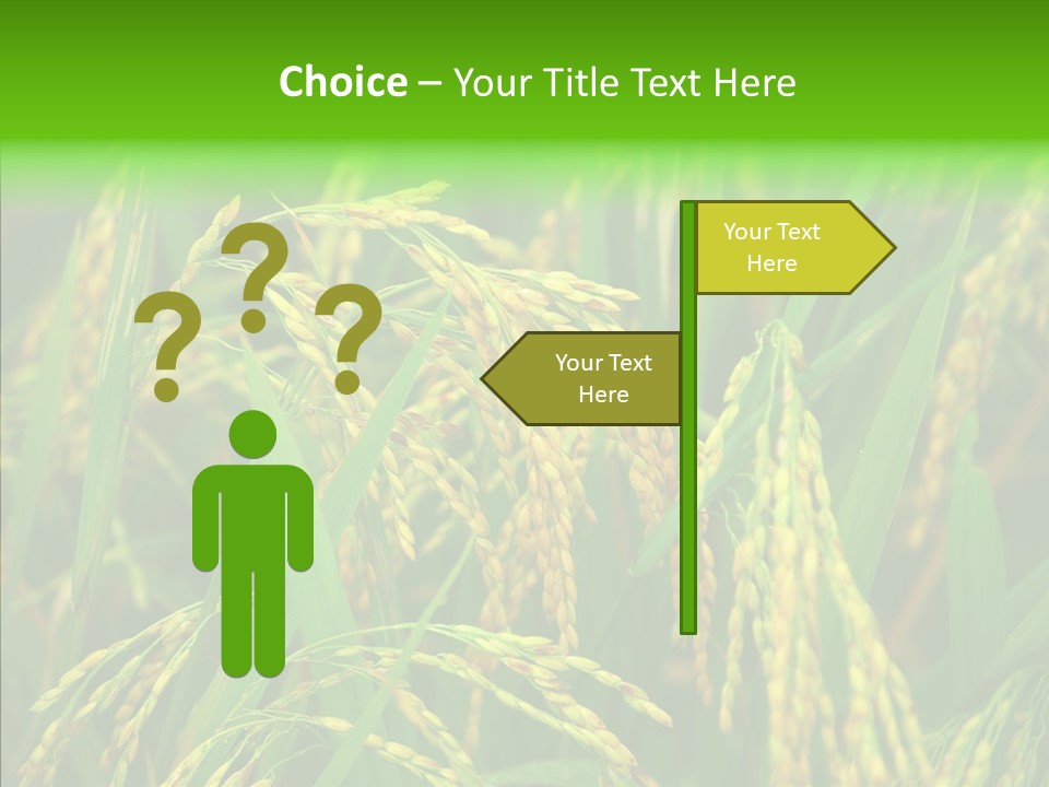 Yellow Paddy Cropland PowerPoint Template