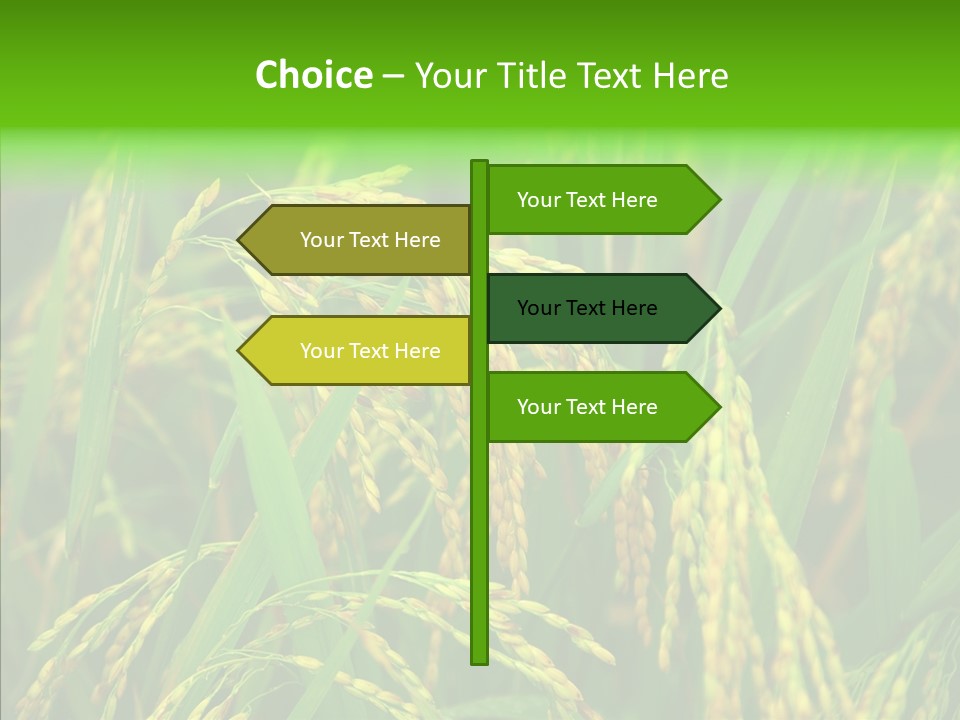 Yellow Paddy Cropland PowerPoint Template