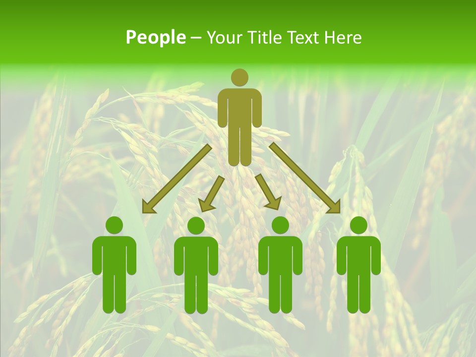Yellow Paddy Cropland PowerPoint Template