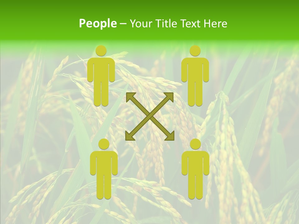 Yellow Paddy Cropland PowerPoint Template