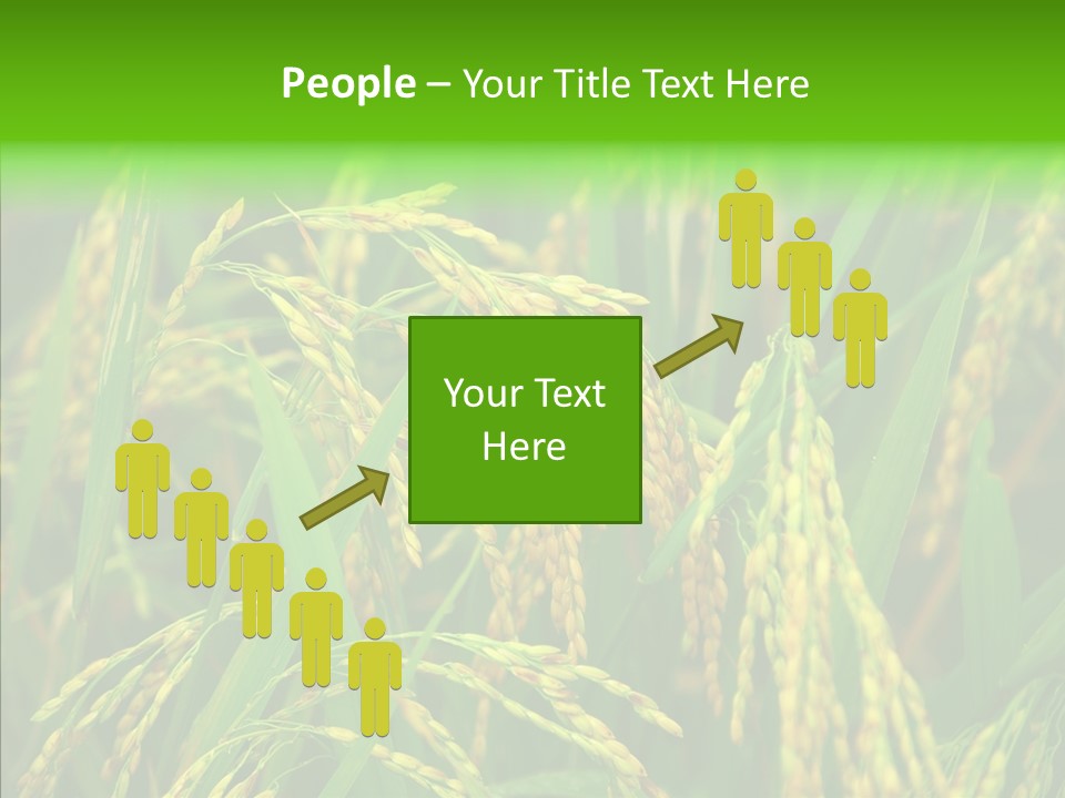 Yellow Paddy Cropland PowerPoint Template