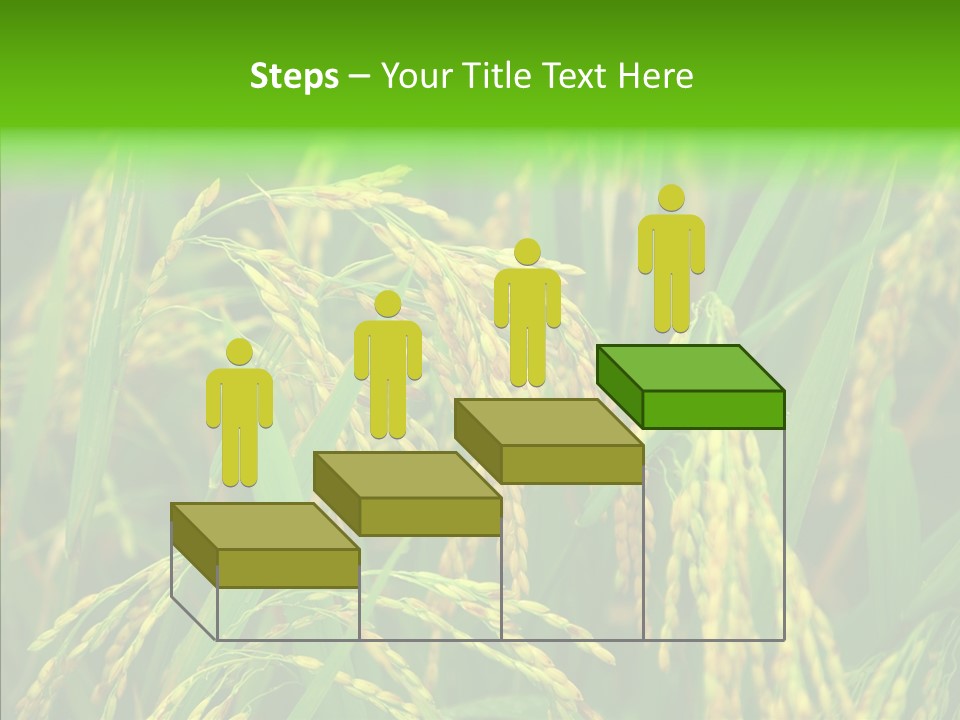 Yellow Paddy Cropland PowerPoint Template