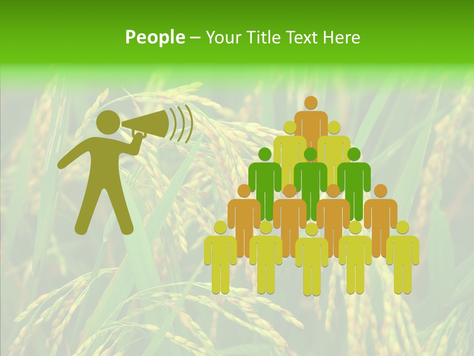 Yellow Paddy Cropland PowerPoint Template
