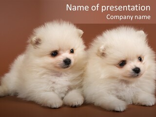 Pets Spitz Pomeranian PowerPoint Template