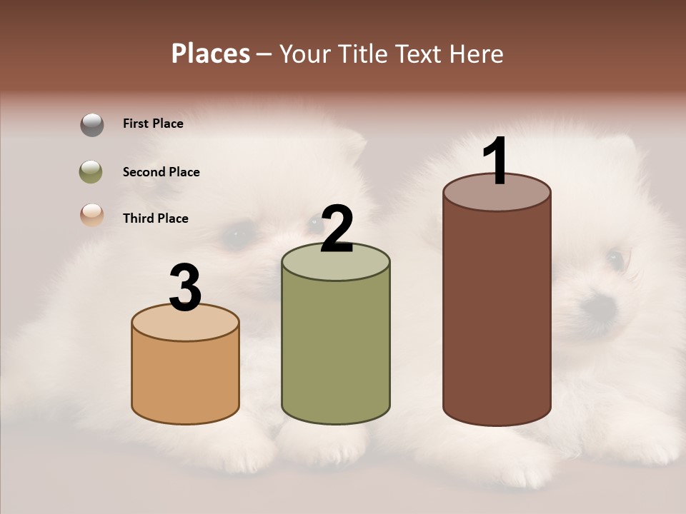 Pets Spitz Pomeranian PowerPoint Template