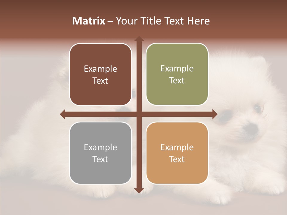 Pets Spitz Pomeranian PowerPoint Template