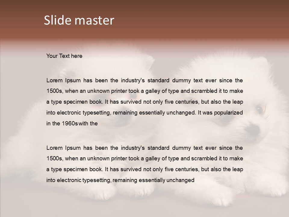 Pets Spitz Pomeranian PowerPoint Template