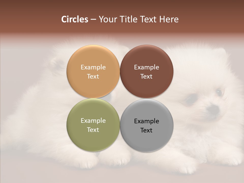 Pets Spitz Pomeranian PowerPoint Template