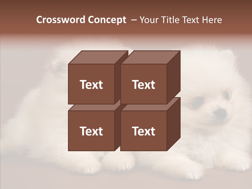 Pets Spitz Pomeranian PowerPoint Template