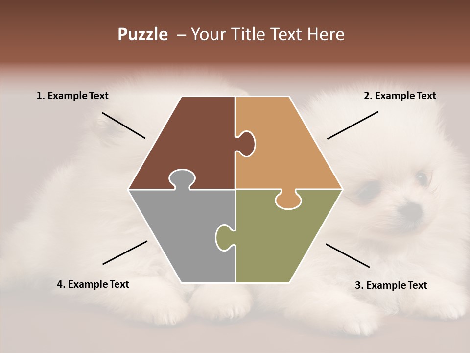 Pets Spitz Pomeranian PowerPoint Template