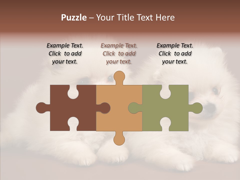 Pets Spitz Pomeranian PowerPoint Template