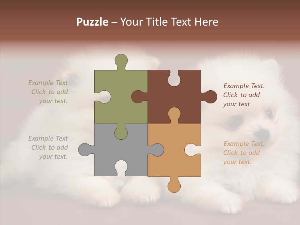 Pets Spitz Pomeranian PowerPoint Template