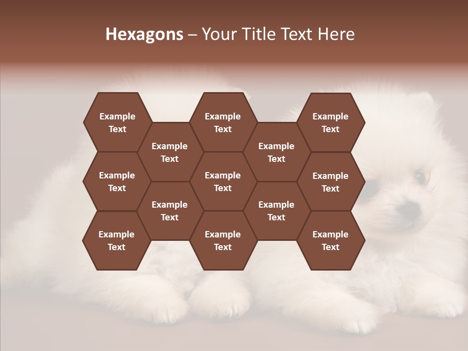 Pets Spitz Pomeranian PowerPoint Template