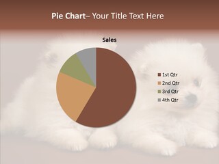 Pets Spitz Pomeranian PowerPoint Template