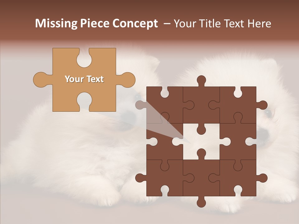 Pets Spitz Pomeranian PowerPoint Template