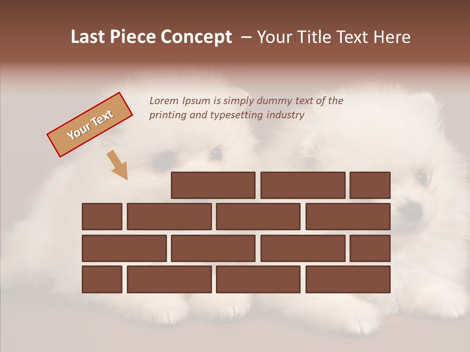 Pets Spitz Pomeranian PowerPoint Template