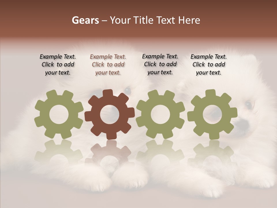 Pets Spitz Pomeranian PowerPoint Template