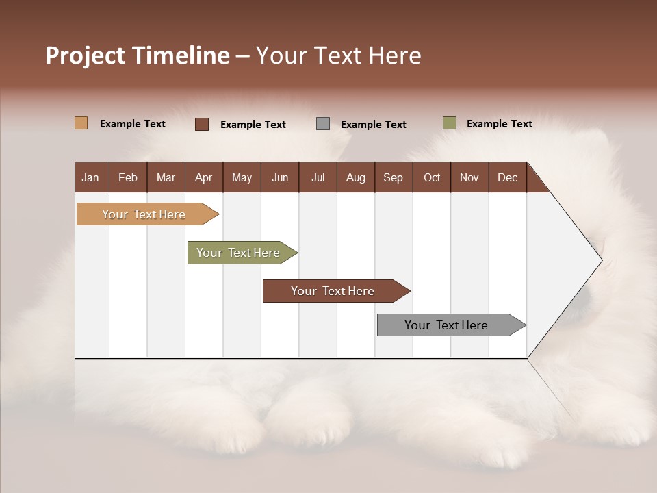 Pets Spitz Pomeranian PowerPoint Template