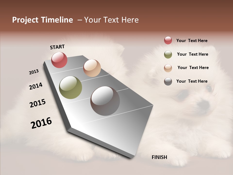 Pets Spitz Pomeranian PowerPoint Template