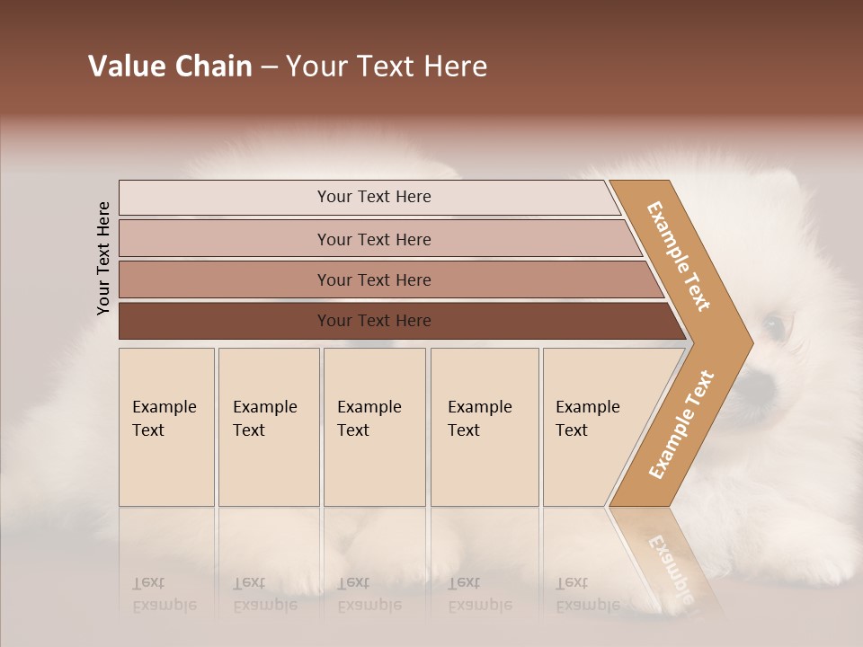Pets Spitz Pomeranian PowerPoint Template
