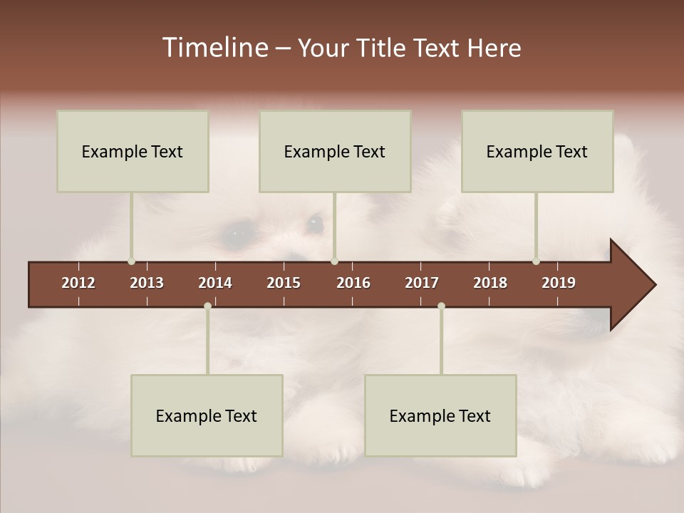 Pets Spitz Pomeranian PowerPoint Template